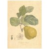 Flax Art Poster | Encyclopedia Apple A | FWP-AP-EN6A